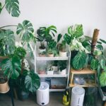 A group of leafy houseplants with both an air purifier and a humidifier placed nearby, illustrating the article’s comparison of air purifiers and humidifiers fo