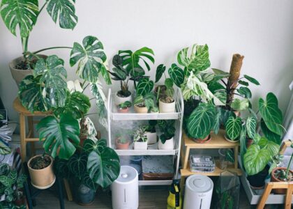 A group of leafy houseplants with both an air purifier and a humidifier placed nearby, illustrating the article’s comparison of air purifiers and humidifiers fo