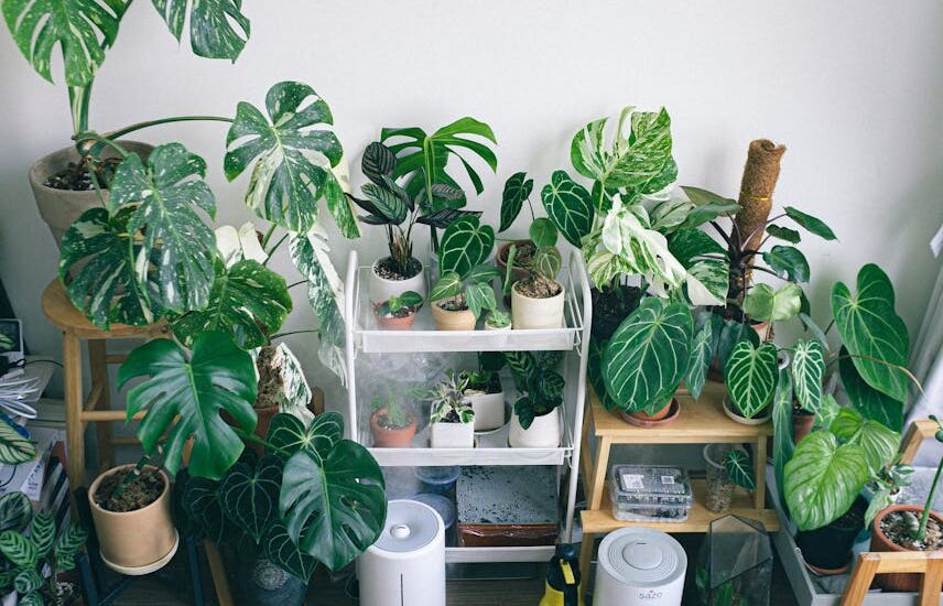 A group of leafy houseplants with both an air purifier and a humidifier placed nearby, illustrating the article’s comparison of air purifiers and humidifiers fo
